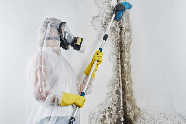 Trusted Hillsboro, TX Mold Remediation Experts