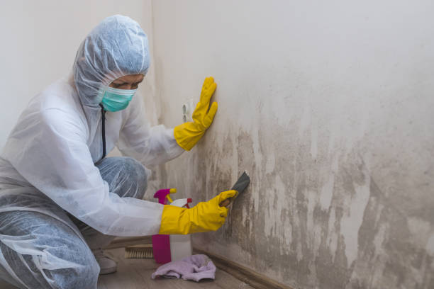 Best Mold Remediation for Specific Building Types in Hillsboro, TX