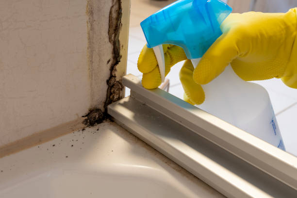 Best DIY Mold Remediation Support Services in Hillsboro, TX
