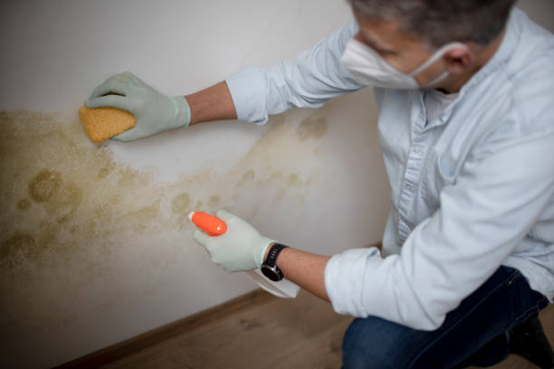 Best Black Mold Remediation in Hillsboro, TX