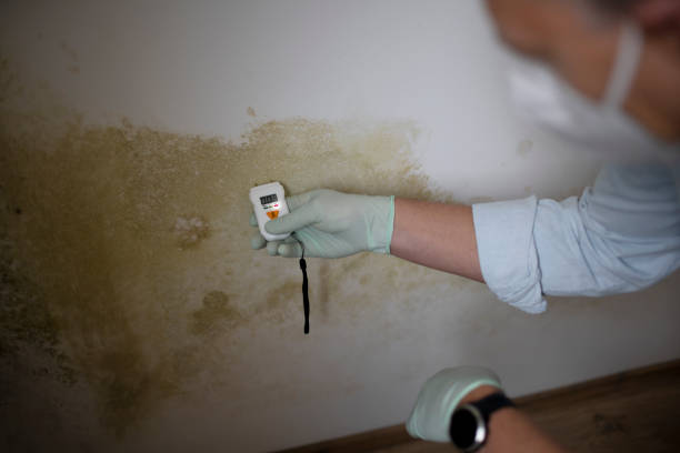 Best Health and Safety Mold Remediation in Hillsboro, TX