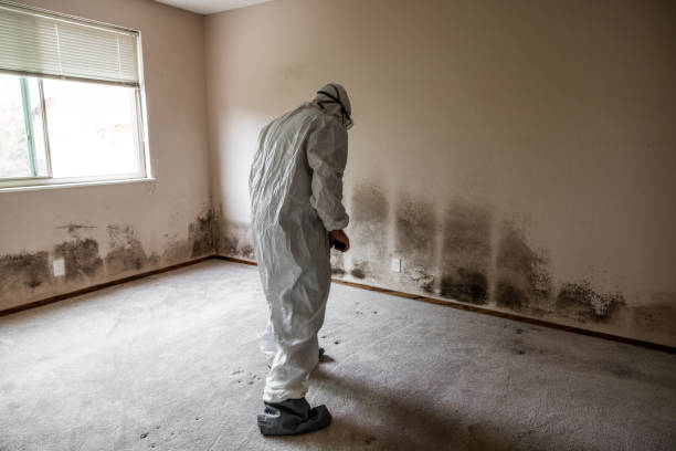 Best Mold Testing and Inspection Services in Hillsboro, TX