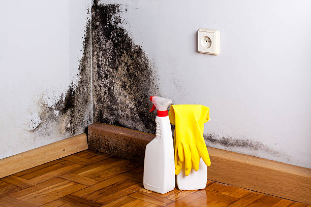 Best Kitchen Mold Remediation in Hillsboro, TX