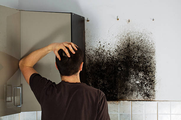 Best Basement Mold Remediation in Hillsboro, TX