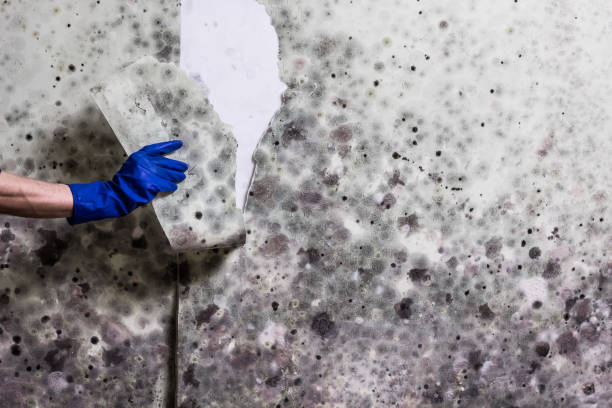 Best Emergency Mold Remediation in Hillsboro, TX