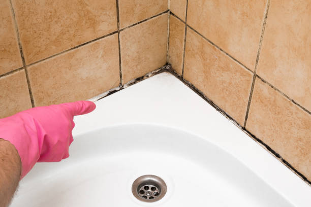 Best Residential Mold Remediation in Hillsboro, TX