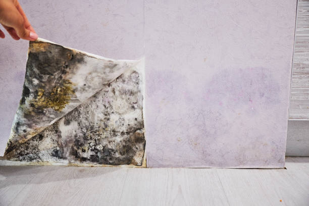 Best Bathroom Mold Remediation in Hillsboro, TX
